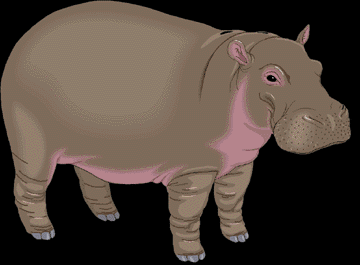 A Big Hippo